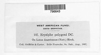 Erysiphe polygoni image